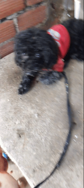 Chó Poodle Đen đã tiêm phòng. Mua bán Chó tại Quận Gò Vấp Tp Hồ Chí Minh được đăng bởi Xuyen Ho hình 1