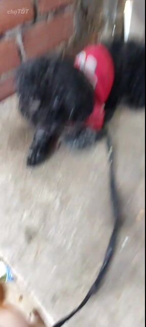 Chó Poodle Đen đã tiêm phòng. Mua bán Chó tại Quận Gò Vấp Tp Hồ Chí Minh được đăng bởi Xuyen Ho hình 1