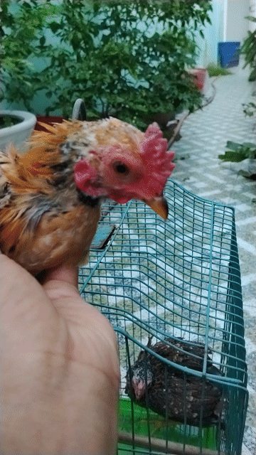 Gà tre kiểng Bắc 4 tháng tuổi. Mua bán Gà tại Thành phố Tân An Long An được đăng bởi Chuyên gà lai  hình 1