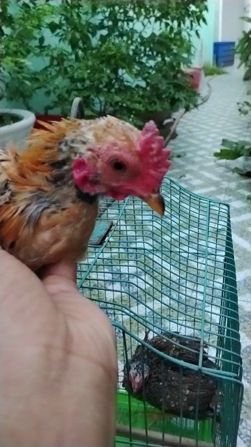 Gà tre kiểng Bắc 4 tháng tuổi. Mua bán Gà tại Thành phố Tân An Long An được đăng bởi Chuyên gà lai  hình 1