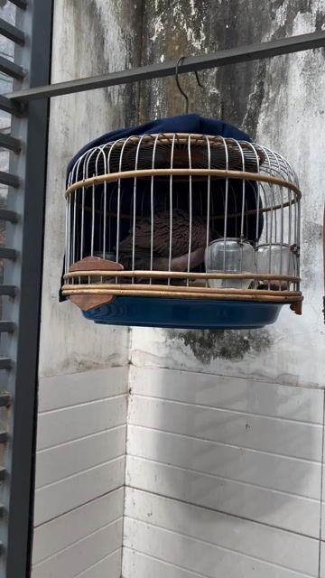 Chim cu gáy Malaysia giọng đồng. Mua bán Chim tại Quận 12 Tp Hồ Chí Minh được đăng bởi Tri nguyen  hình 1