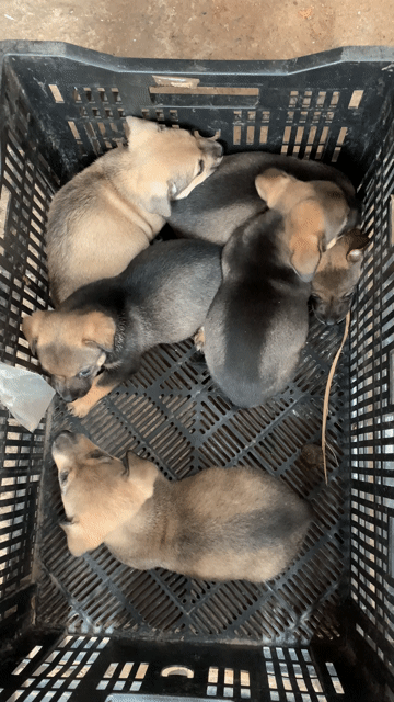 Chó Lai Bắc Kinh nhiều màu. Mua bán Chó tại Thành phố Biên Hòa Đồng Nai được đăng bởi Thành Hưng hình 1