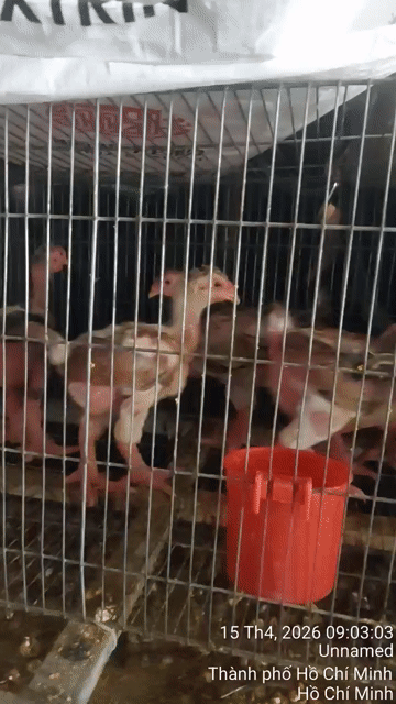 Gà Đông Tảo Trống mái 1 tháng 15 ngày đã tiêm. Mua bán Gà tại Quận 12 Tp Hồ Chí Minh được đăng bởi ĐÔNG TẢO QUANG HẢI APD Q12 hình 1