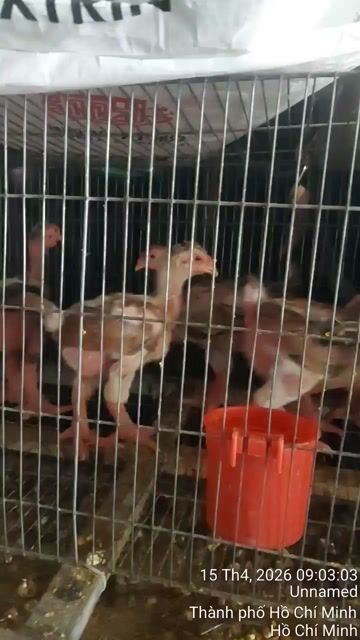 Gà Đông Tảo Trống mái 1 tháng 15 ngày đã tiêm. Mua bán Gà tại Quận 12 Tp Hồ Chí Minh được đăng bởi ĐÔNG TẢO QUANG HẢI APD Q12 hình 1
