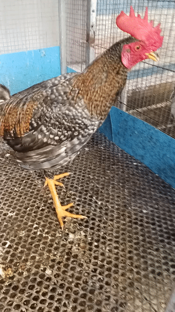 Gà cú Cuban 6 tháng Đa sắc. Mua bán Gà tại Quận Tân Bình Tp Hồ Chí Minh được đăng bởi Thanh  hình 1