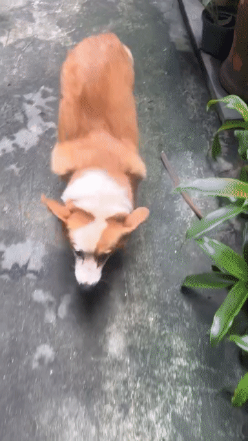 Chó Corgi Cái Nâu trắng 2 tuổi sức khỏe tốt. Mua bán Chó tại Quận Tây Hồ Hà Nội được đăng bởi Hoàng Anh hình 1