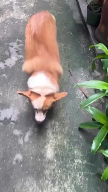 Chó Corgi Cái Nâu trắng 2 tuổi sức khỏe tốt. Mua bán Chó tại Quận Tây Hồ Hà Nội được đăng bởi Hoàng Anh hình 1
