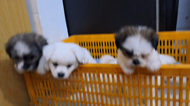 Chó Shihtzu lai Phốc 2 tháng. Mua bán Chó tại Quận Tân Bình Tp Hồ Chí Minh được đăng bởi Nguyễn hình 1