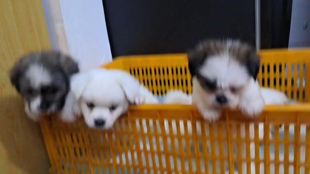 Chó Shihtzu lai Phốc 2 tháng. Mua bán Chó tại Quận Tân Bình Tp Hồ Chí Minh được đăng bởi Nguyễn hình 1