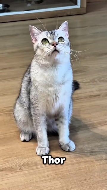 Mèo Anh Lông Ngắn Silver. Mua bán Mèo tại Thành phố Thủ Đức Tp Hồ Chí Minh được đăng bởi Lê Mạnh Trí hình 1