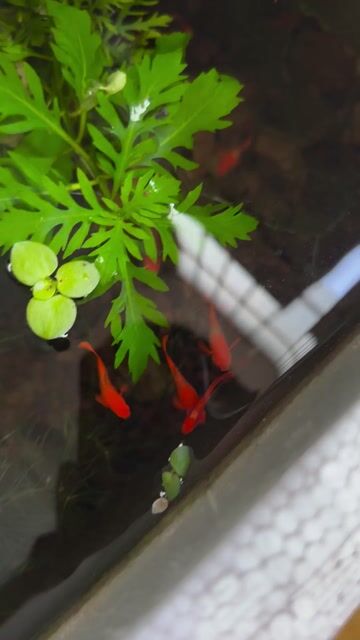 Cá Koi red ear Đỏ. Mua bán Thú cưng khác tại Quận Gò Vấp Tp Hồ Chí Minh được đăng bởi Vinh hình 1