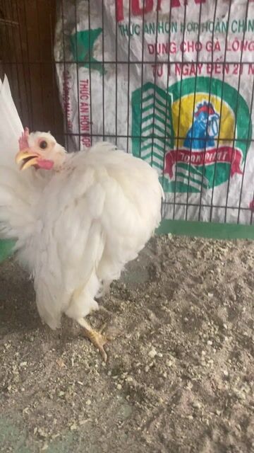 Gà Serama mái trắng lỗi ngón chân. Mua bán Gà tại Huyện Thanh Trì Hà Nội được đăng bởi Nguyễn Đình Kiên hình 1