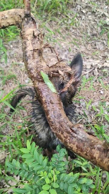 Chó GSD Working line 7th có VKA. Mua bán Chó tại Thành phố Trà Vinh Trà Vinh được đăng bởi Sơn Huy hình 1