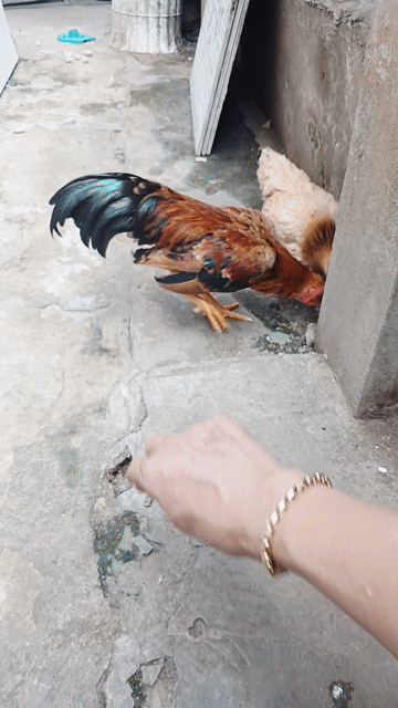 Gà Tre Bắc trống 6-7 tháng. Mua bán Gà tại Thành phố Trà Vinh Trà Vinh được đăng bởi Ngân hình 1