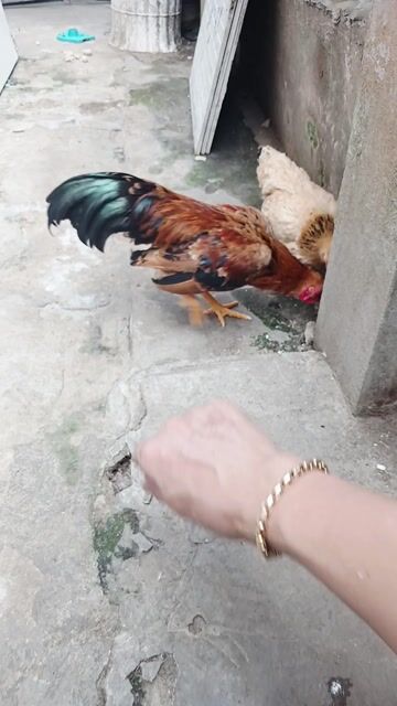 Gà Tre Bắc trống 6-7 tháng. Mua bán Gà tại Thành phố Trà Vinh Trà Vinh được đăng bởi Ngân hình 1