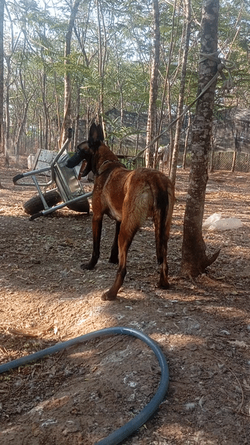 Chó Malinois cái nâu đen đã huấn luyện. Mua bán Chó tại Huyện Trảng Bom Đồng Nai được đăng bởi Trần Văn lưu hình 1