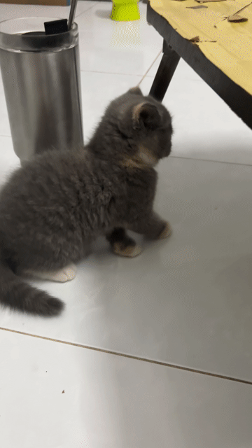 Mèo con. Mua bán Mèo tại Thành phố Thủ Đức Tp Hồ Chí Minh được đăng bởi Duy Lê hình 1