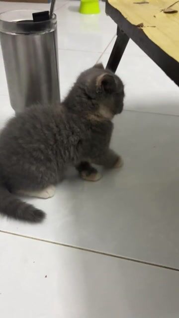 Mèo con. Mua bán Mèo tại Thành phố Thủ Đức Tp Hồ Chí Minh được đăng bởi Duy Lê hình 1