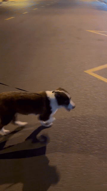 Chó Border Collie trưởng thành đực. Mua bán Chó tại Quận Bình Thạnh Tp Hồ Chí Minh được đăng bởi Thảo hình 1