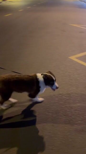 Chó Border Collie trưởng thành đực. Mua bán Chó tại Quận Bình Thạnh Tp Hồ Chí Minh được đăng bởi Thảo hình 1