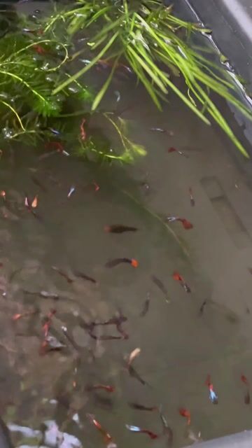 Cá 7 màu Khỏe mạnh. Mua bán Thú cưng khác tại Thành phố Thủ Đức Tp Hồ Chí Minh được đăng bởi My Linh Quach hình 1