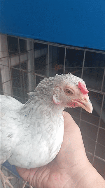 Gà mái tre Bắc xám bướm giá rẻ. Mua bán Gà tại Quận Bình Tân Tp Hồ Chí Minh được đăng bởi vòong a sáng hình 1
