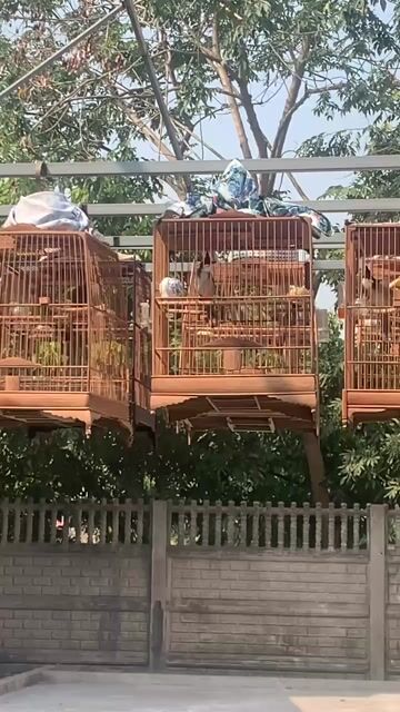 mào dàn cf nết lật. Mua bán Chim tại Huyện Đông Anh Hà Nội được đăng bởi Minh Hải hình 1