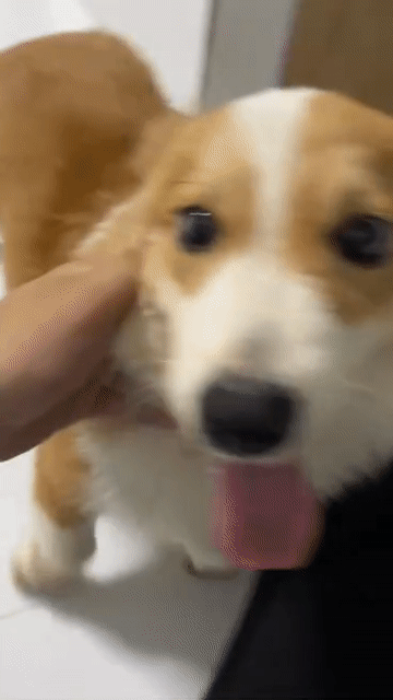 Chó Corgi Nâu trắng. Mua bán Chó tại Quận Liên Chiểu Đà Nẵng được đăng bởi khánh phúc hình 1