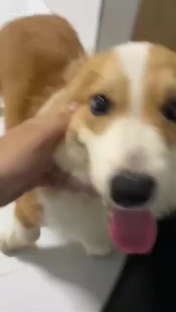 Chó Corgi Nâu trắng. Mua bán Chó tại Quận Liên Chiểu Đà Nẵng được đăng bởi khánh phúc hình 1