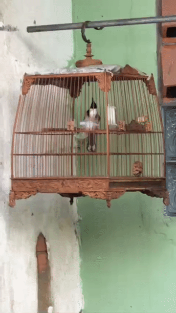 Chim chào mào Lạng Sơn cụt 1 móng sau. Mua bán Chim tại Quận 3 Tp Hồ Chí Minh được đăng bởi kha hình 1