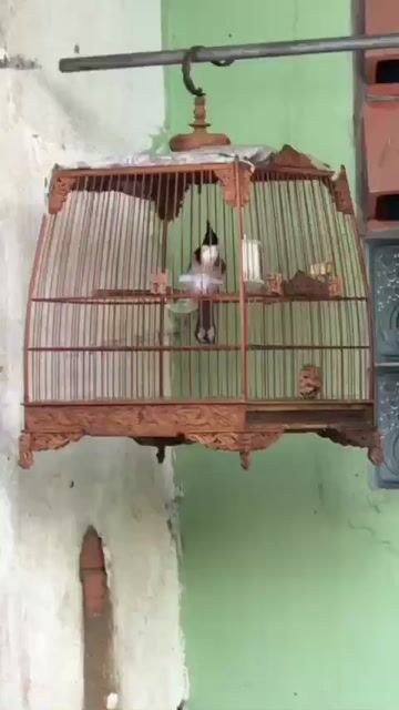 Chim chào mào Lạng Sơn cụt 1 móng sau. Mua bán Chim tại Quận 3 Tp Hồ Chí Minh được đăng bởi kha hình 1