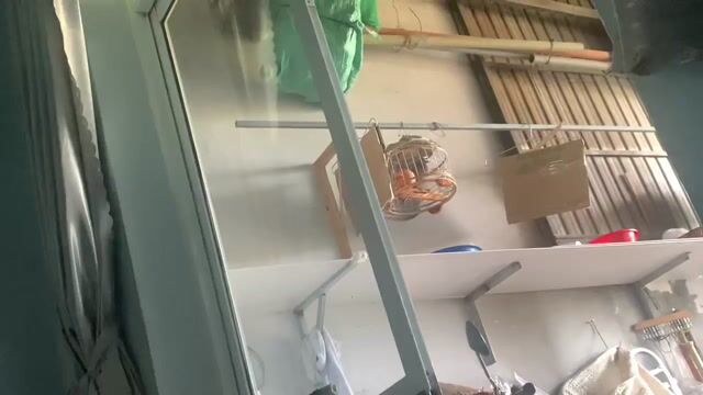 Cu gáy.. Mua bán Chim tại Thành phố Tây Ninh Tây Ninh được đăng bởi Dương hình 1