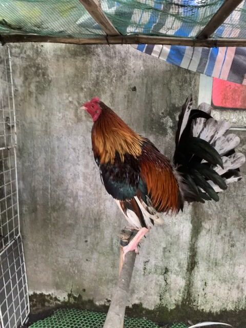 Gà đá Điều bông 2.1kg. Mua bán Gà tại Thị xã Bình Minh Vĩnh Long được đăng bởi Nguyễn Quang Vinh hình 1