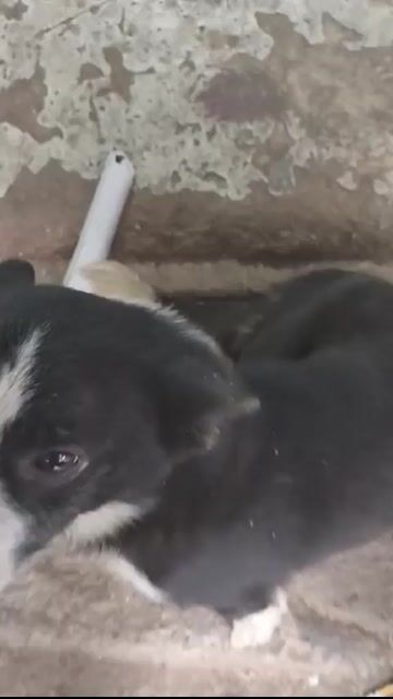 Chó con Đen trắng Đực, . Mua bán Chó tại Quận Bắc Từ Liêm Hà Nội được đăng bởi tuyến nguyễn hình 1