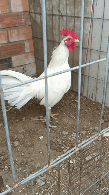gà cảnh như hình. Mua bán Gà tại Huyện Hóc Môn Tp Hồ Chí Minh được đăng bởi Long hình 1