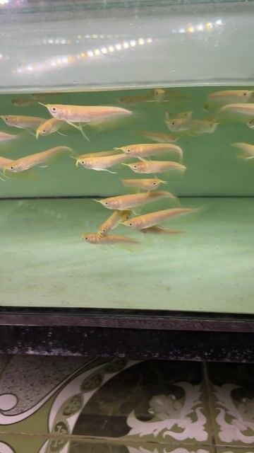 Cá Rồng Ngân Long Albino 9-10cm size mini. Mua bán Thú cưng khác tại Quận Liên Chiểu Đà Nẵng được đăng bởi Trần Trọng Hoàng hình 1