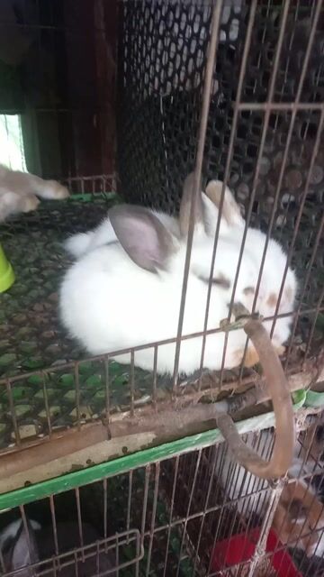 Thỏ nhiều màu đáng yêu. Mua bán Thú cưng khác tại Quận Bình Thạnh Tp Hồ Chí Minh được đăng bởi Thỏ Con hình 1