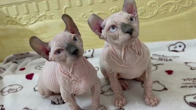 Mèo Sphynx 2 tháng tuổi. Mua bán Mèo tại Quận Tân Phú Tp Hồ Chí Minh được đăng bởi Duyên hình 1