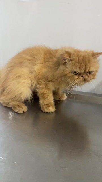 Mèo Ba Tư Vàng cam. Mua bán Mèo tại Quận Gò Vấp Tp Hồ Chí Minh được đăng bởi nguyen thi  nhu anh hình 1