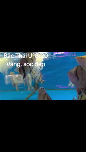 Cá Hổ bắc Thái,size to,18/20cm,cỡ 4,5N_vàng,sọc rõ. Mua bán Thú cưng khác tại Quận Bình Tân Tp Hồ Chí Minh được đăng bởi cacanhnamlong hình 1