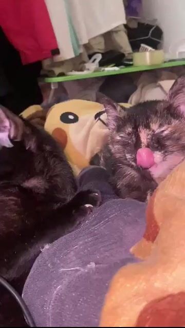 Mèo ALN lông dài cái. Mua bán Mèo tại Quận Thanh Xuân Hà Nội được đăng bởi Hg hình 1