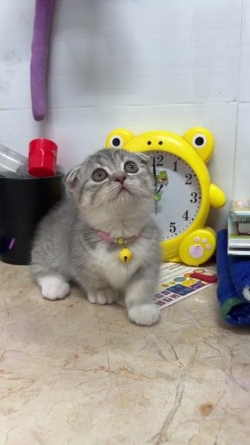 bé gái lùn tịt. Mua bán Mèo tại Huyện Hóc Môn Tp Hồ Chí Minh được đăng bởi Hạnh hình 1