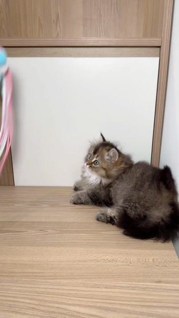 Mèo Golden cái 2 tháng đã tiêm. Mua bán Mèo tại Quận Nam Từ Liêm Hà Nội được đăng bởi Bảo Ngọc hình 1