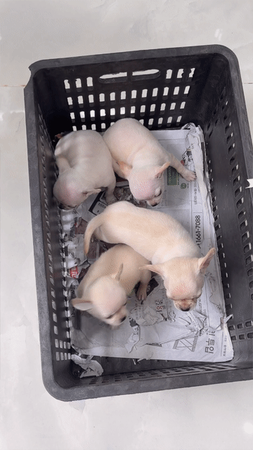 Chó Chihuahua Trắng. Mua bán Chó tại Quận Bình Tân Tp Hồ Chí Minh được đăng bởi Kyn hình 1