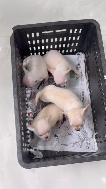 Chó Chihuahua Trắng. Mua bán Chó tại Quận Bình Tân Tp Hồ Chí Minh được đăng bởi Kyn hình 1