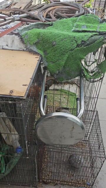 Gà chọi Nâu 1.3kg Đực. Mua bán Gà tại Quận Gò Vấp Tp Hồ Chí Minh được đăng bởi Nguyễn Quốc Cường hình 1