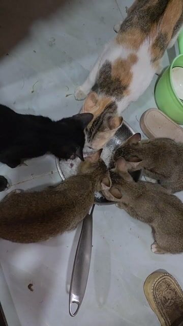 Mèo con mướp. Mua bán Mèo tại Thành phố Mỹ Tho Tiền Giang được đăng bởi Huệ hình 1