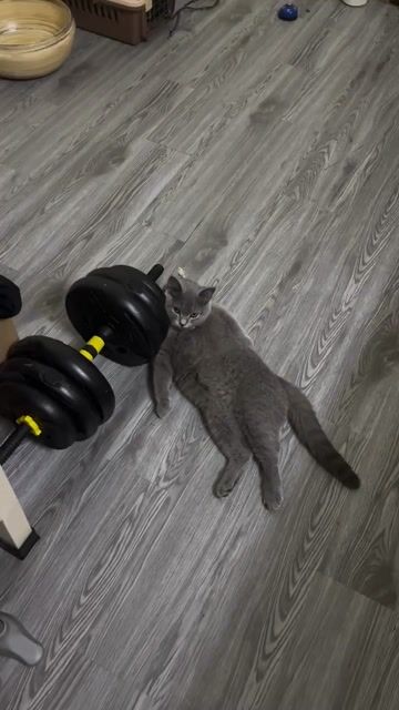 mèo xám xanh cái. Mua bán Mèo tại Quận 5 Tp Hồ Chí Minh được đăng bởi Quốc Cường hình 1