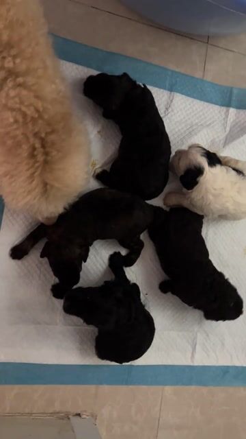 poodle thuần chủng nuôi đẻ tại nhà cực kỳ xinh. Mua bán Chó tại Quận Ninh Kiều Cần Thơ được đăng bởi Phong hình 1