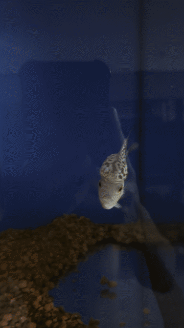 cá la hán châu nhí. Mua bán Thú cưng khác tại Quận 8 Tp Hồ Chí Minh được đăng bởi KIM BAO AQUARIUM hình 1